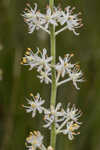 Coastal false asphodel